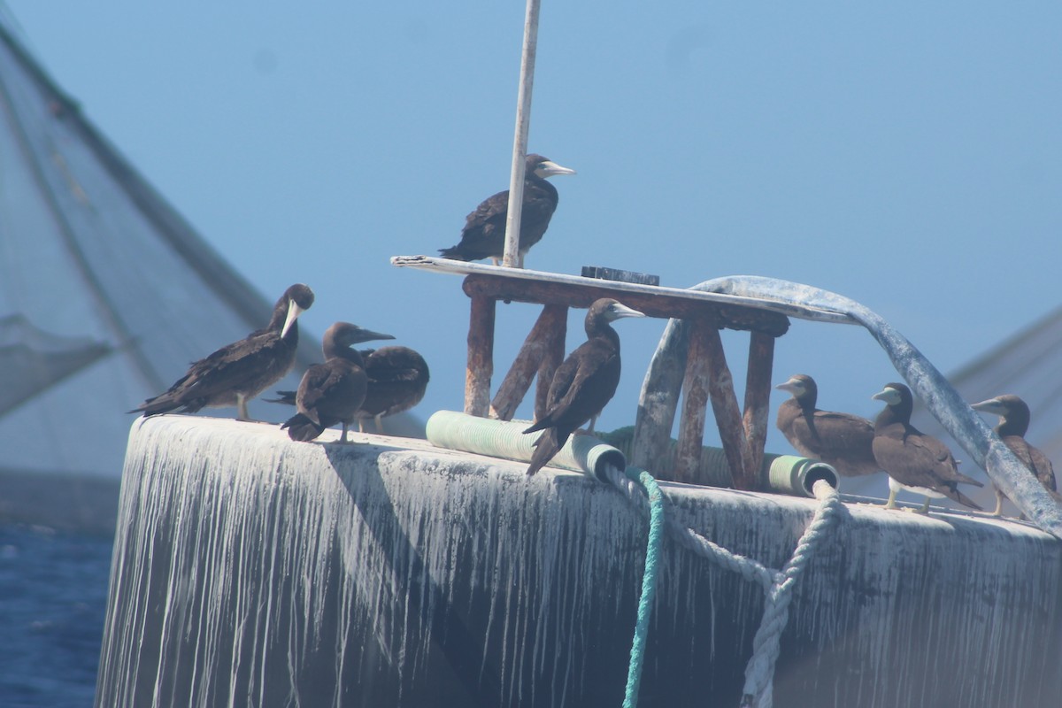 Brown Booby (Forster's) - ML612278990