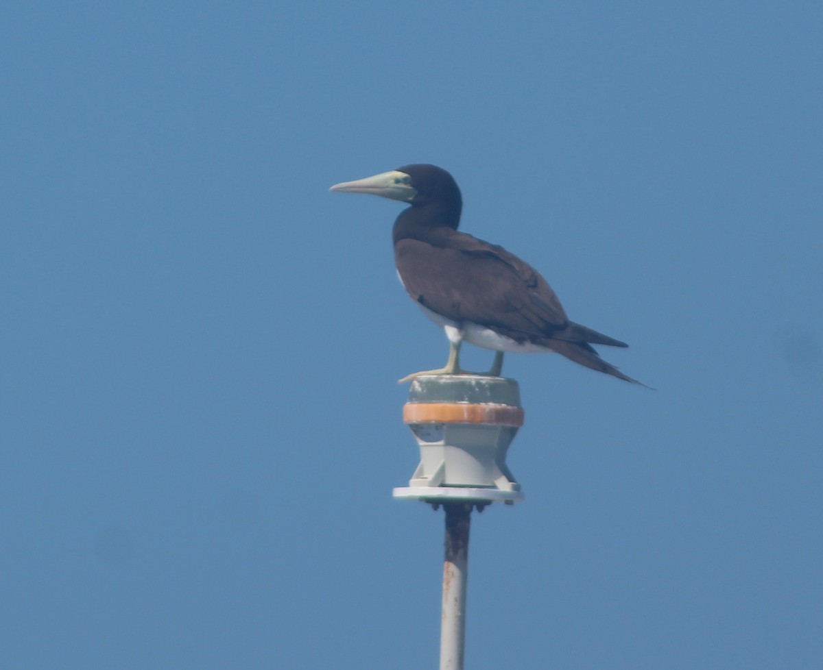 Brown Booby (Forster's) - ML612279068