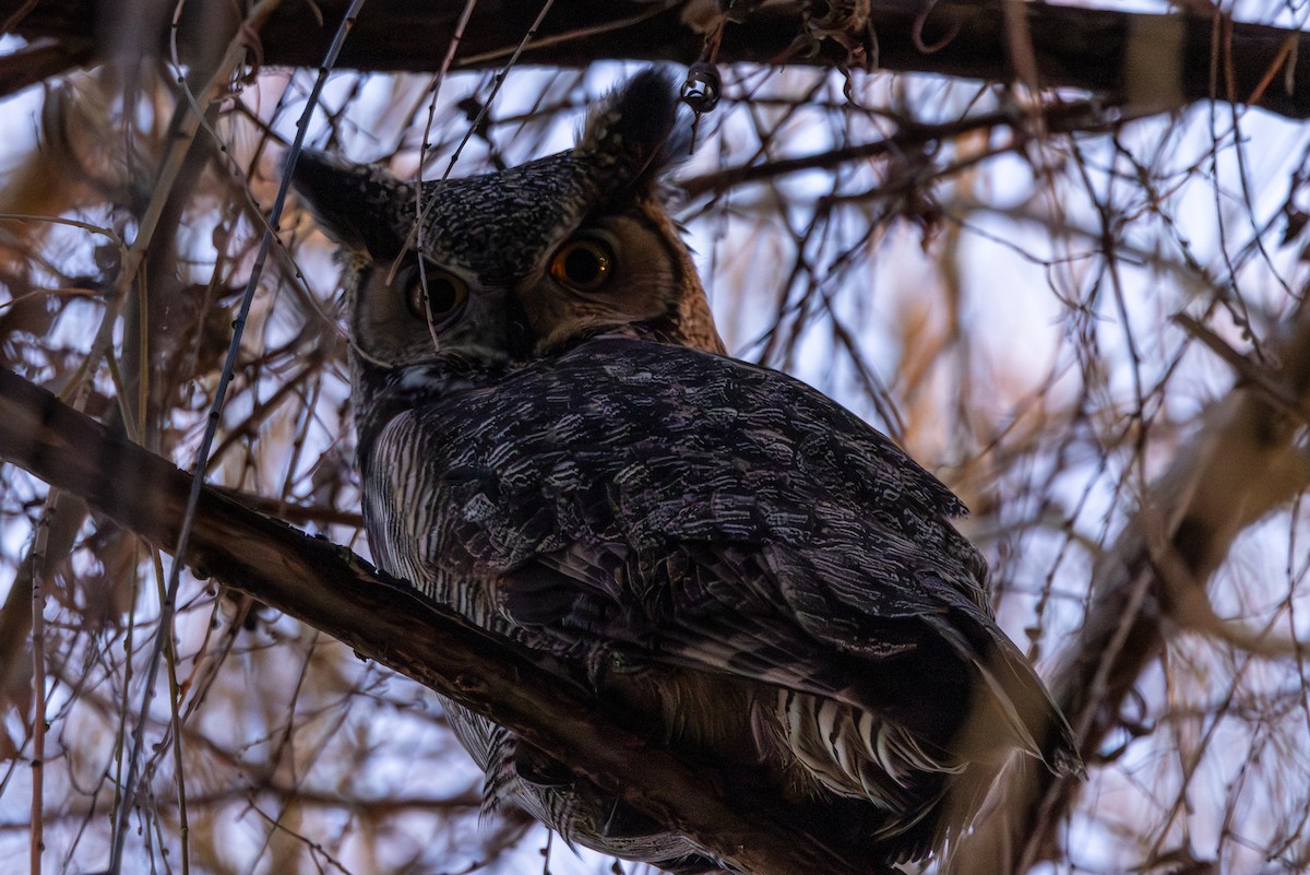 Great Horned Owl - ML612279279