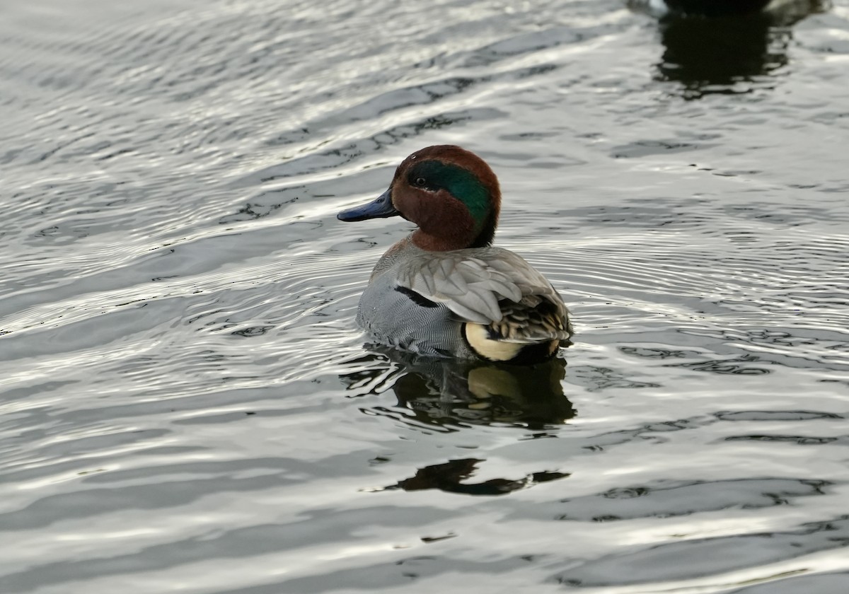 Green-winged Teal - ML612279639