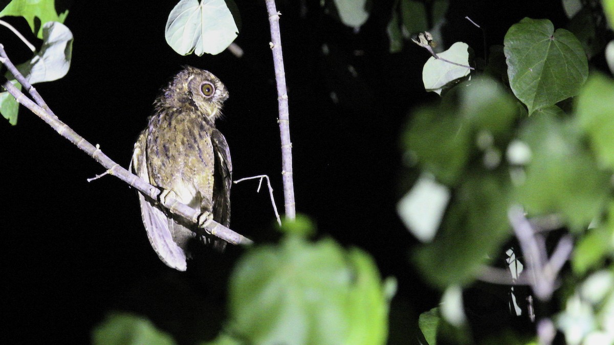Mentawai Scops-Owl - ML612279889