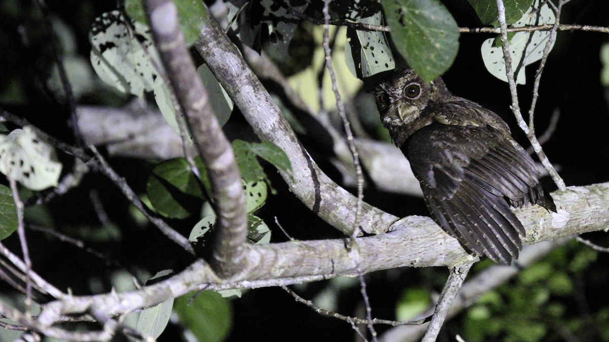 Mentawai Scops-Owl - ML612279898