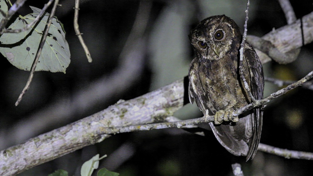Mentawai Scops-Owl - ML612279899