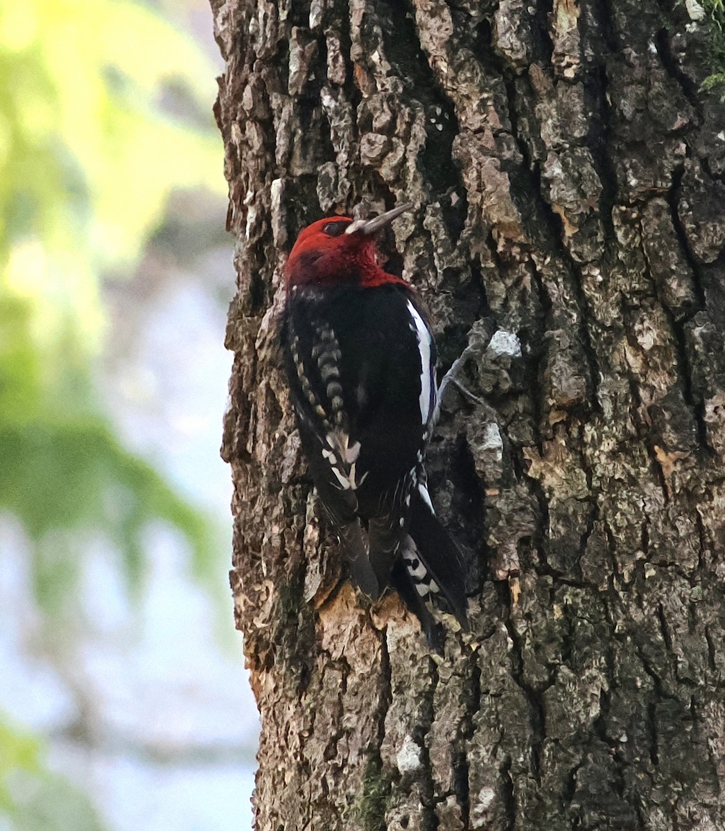 Red-breasted Sapsucker - ML612280176