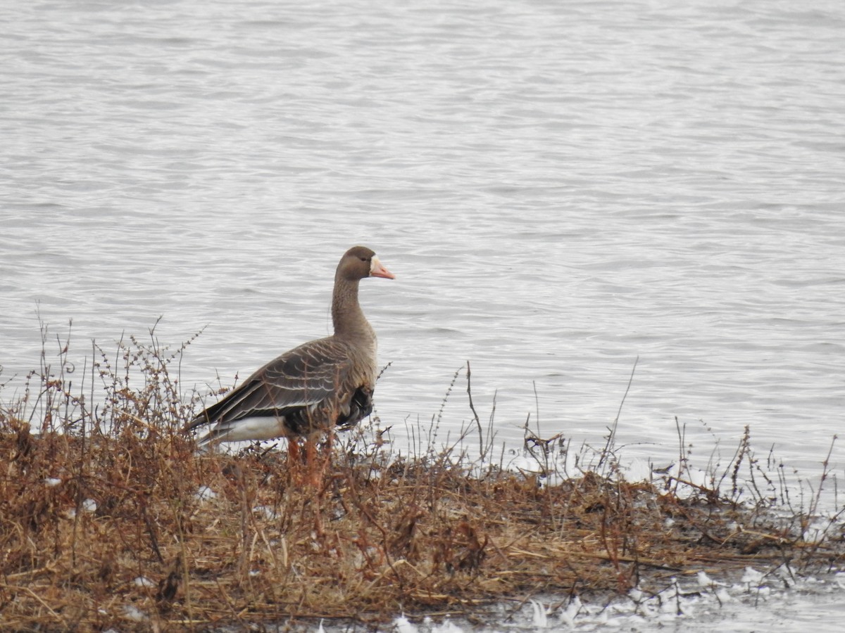 Greater White-fronted Goose - ML612280220