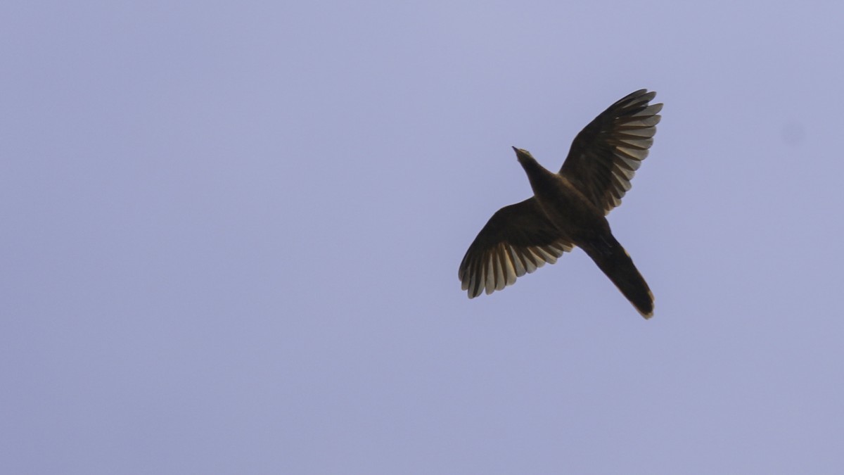 Barusan Cuckoo-Dove - ML612280447