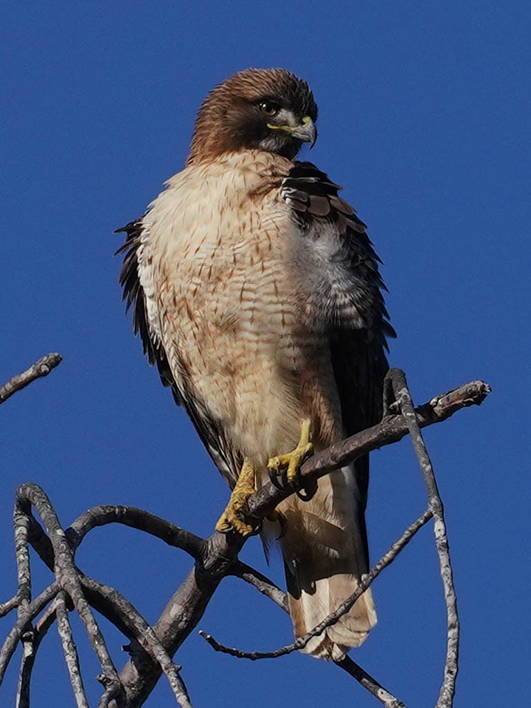 Red-tailed Hawk - ML612280643