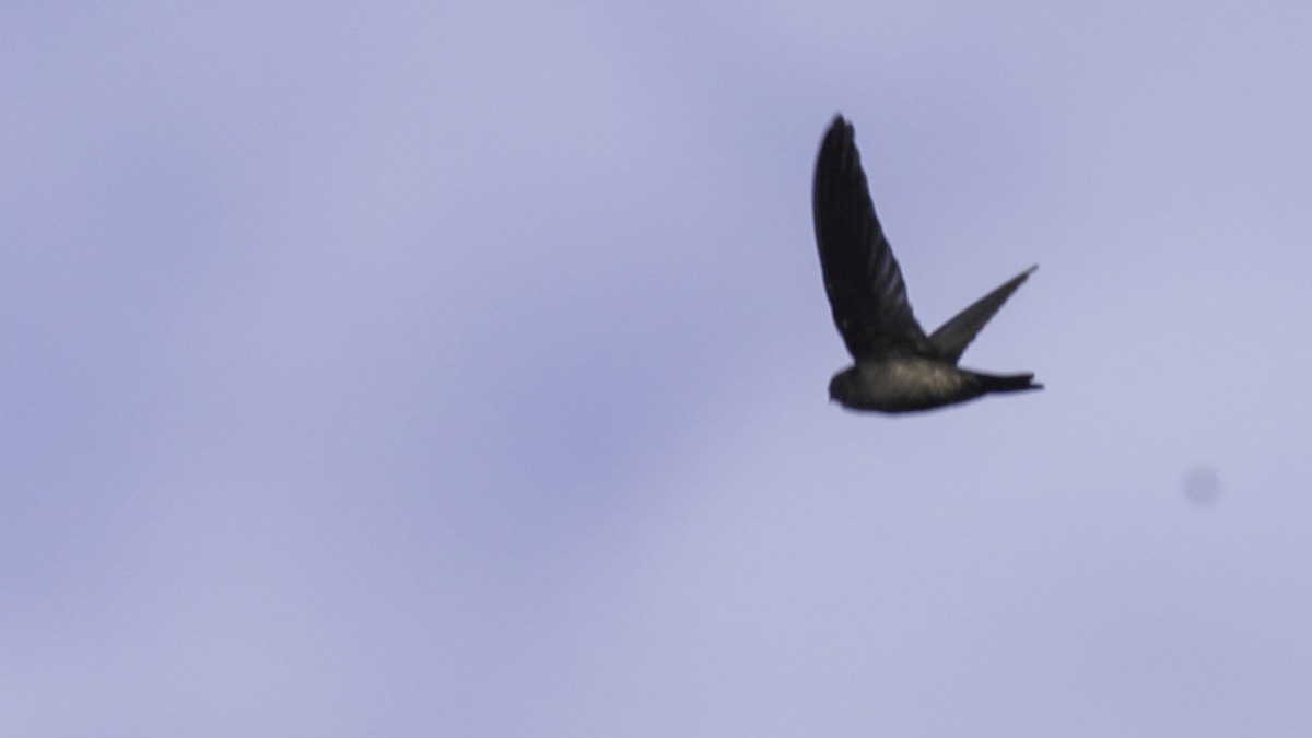 Black-nest Swiftlet - Robert Tizard