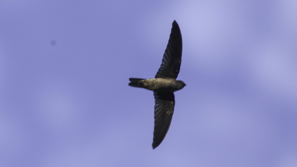 Black-nest Swiftlet - ML612280679