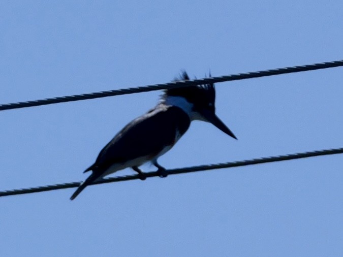 Belted Kingfisher - ML612280742
