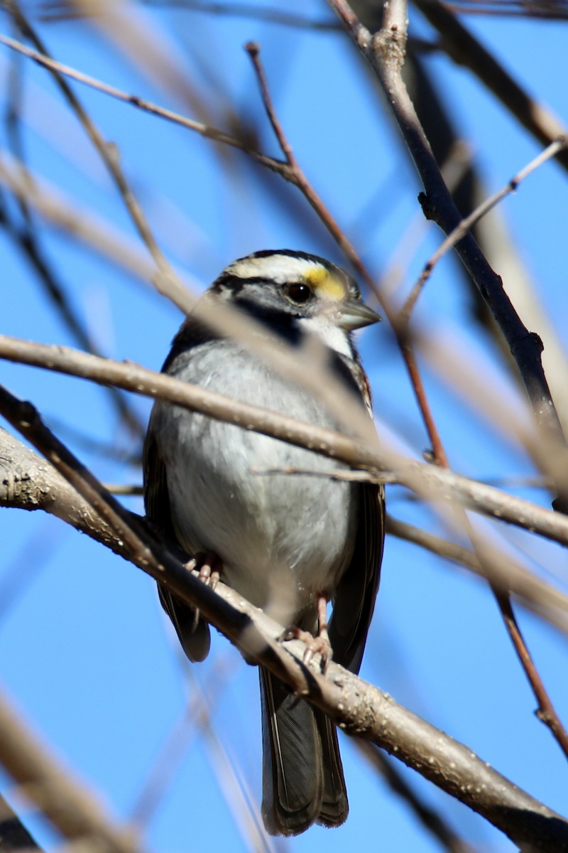 White-throated Sparrow - ML612280763