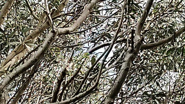 Hawaii-Sichelkleidervogel - ML612281420