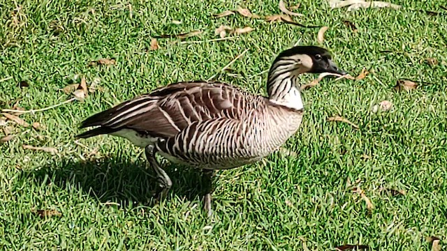 Hawaiian Goose - ML612281697