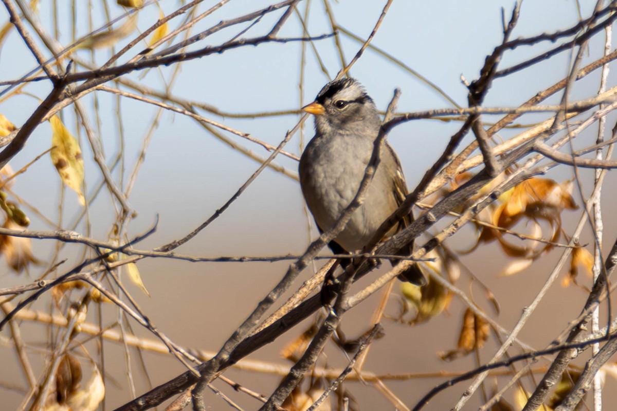 White-crowned Sparrow - ML612281728