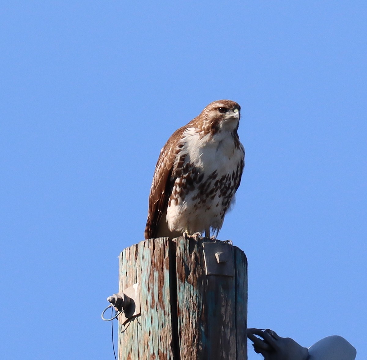 eBird Checklist 15 Dec 2023 South Coast Botanic Garden 25 species