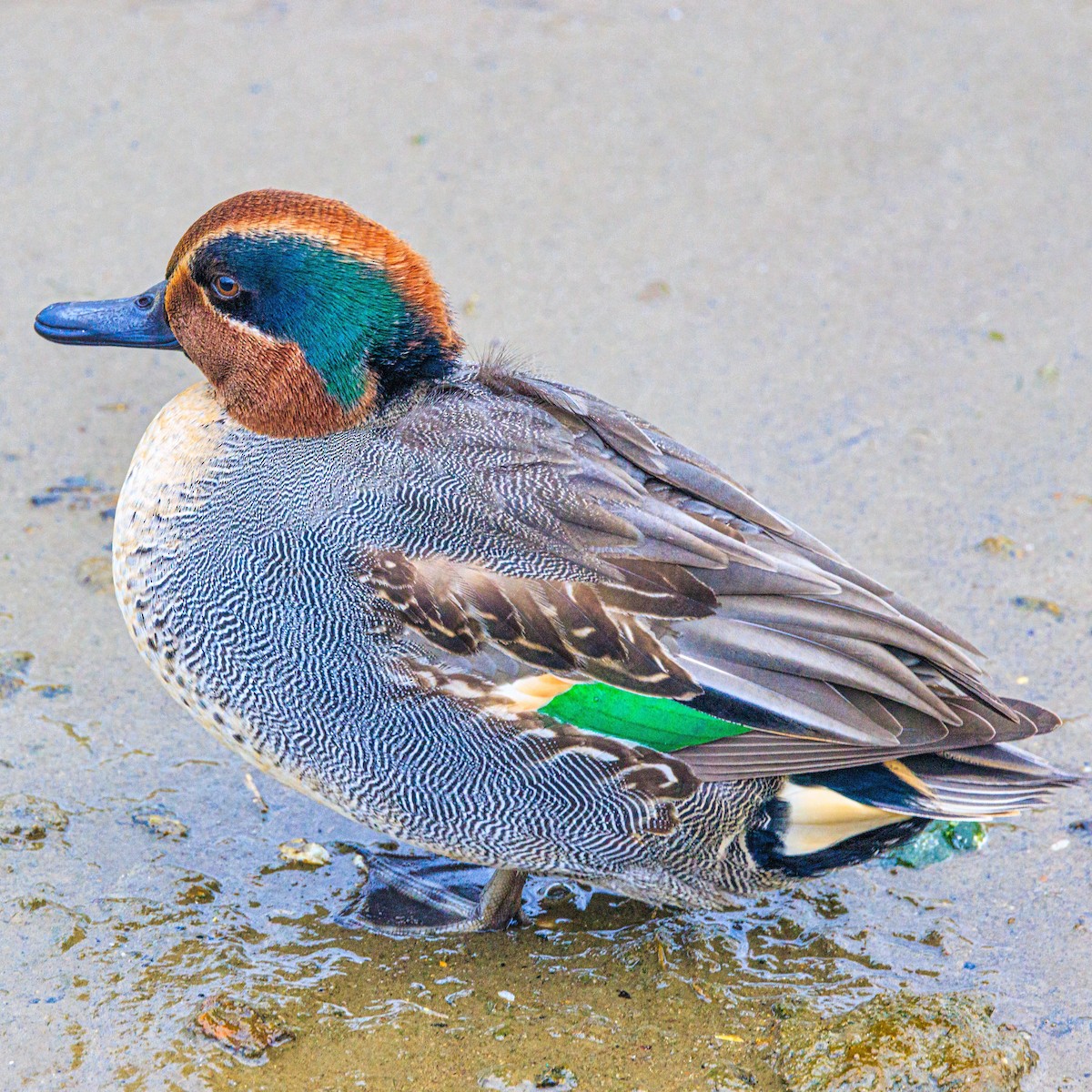 Green-winged Teal - ML612282121