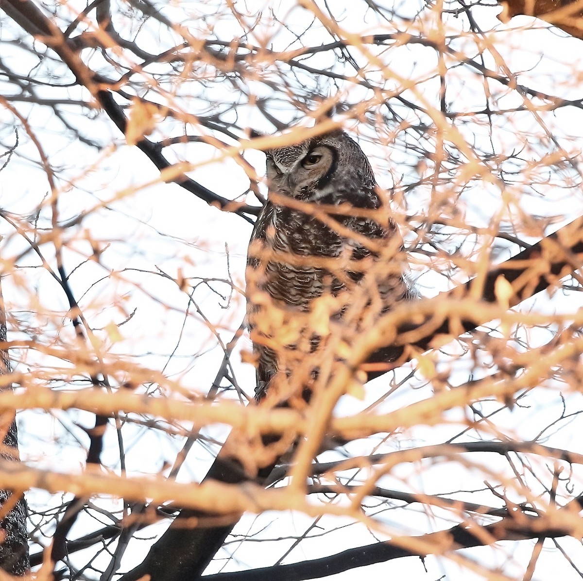 Great Horned Owl - ML612282130
