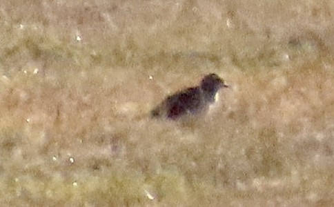 small plover sp. - ML612282422