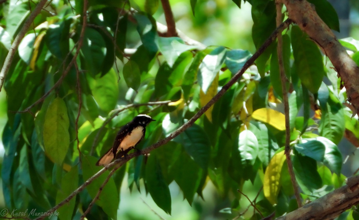 White-browed Fantail - ML612283037
