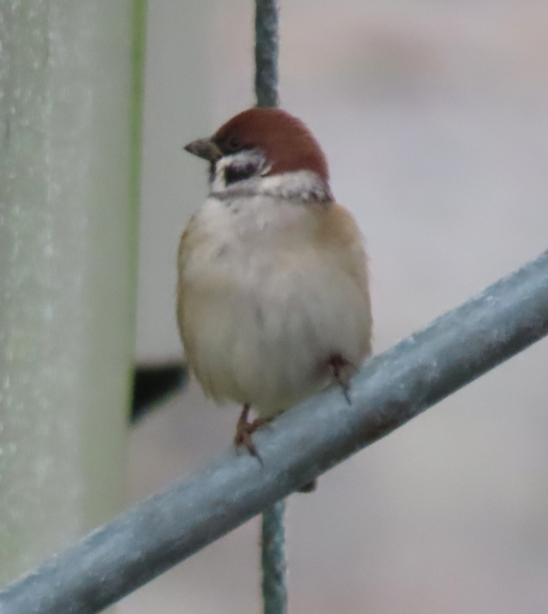 Eurasian Tree Sparrow - ML612283514