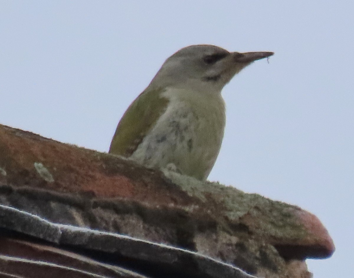 Gray-headed Woodpecker - ML612283763