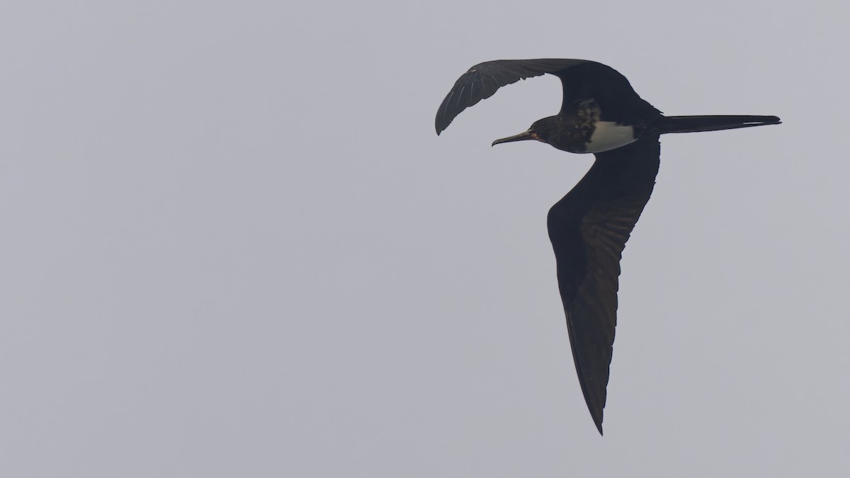 Weißbauch-Fregattvogel - ML612283819