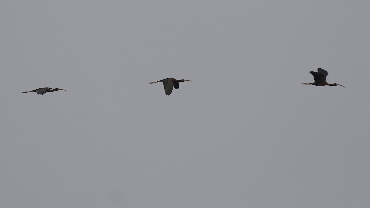 ibis hnědý - ML612283846