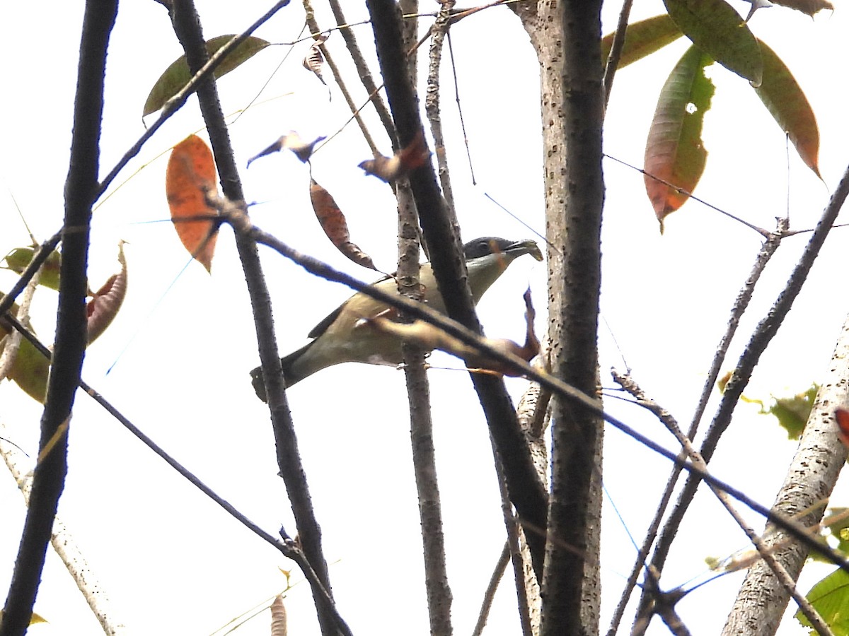 White-browed Shrike-Babbler (Himalayan) - ML612283947