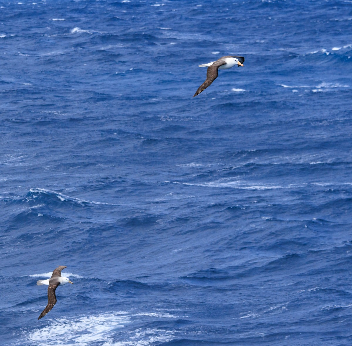 Black-browed Albatross - ML612284289