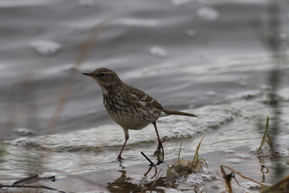 Water Pipit - ML612284394