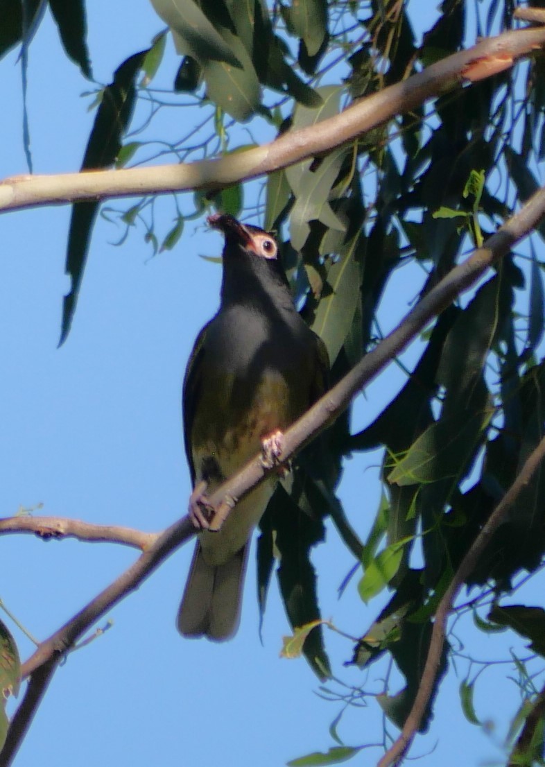 Australasian Figbird - ML612284546