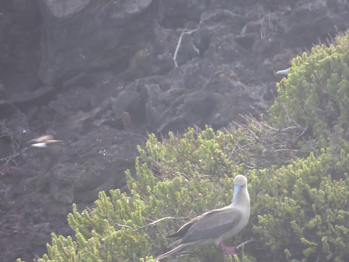 Red-footed Booby - ML612284598
