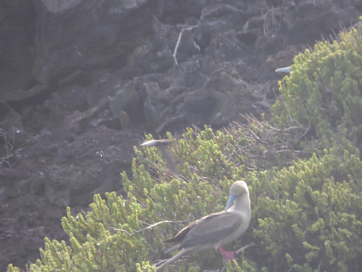 Red-footed Booby - ML612284599