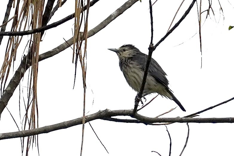 White-faced Starling - ML612284710