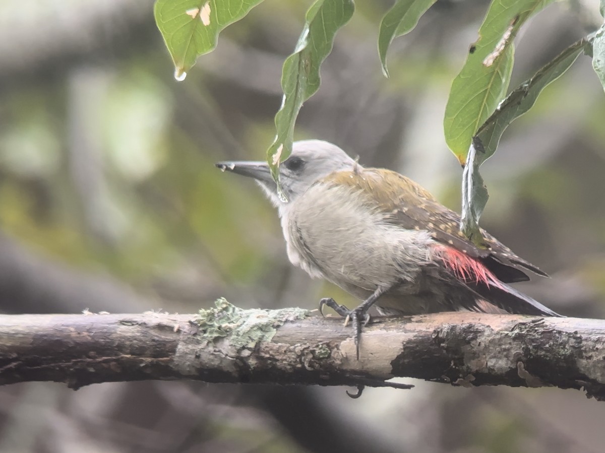 African Gray Woodpecker - ML612284823