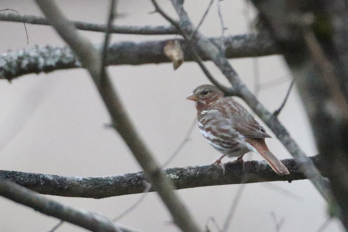 Fox Sparrow (Red) - ML612285043