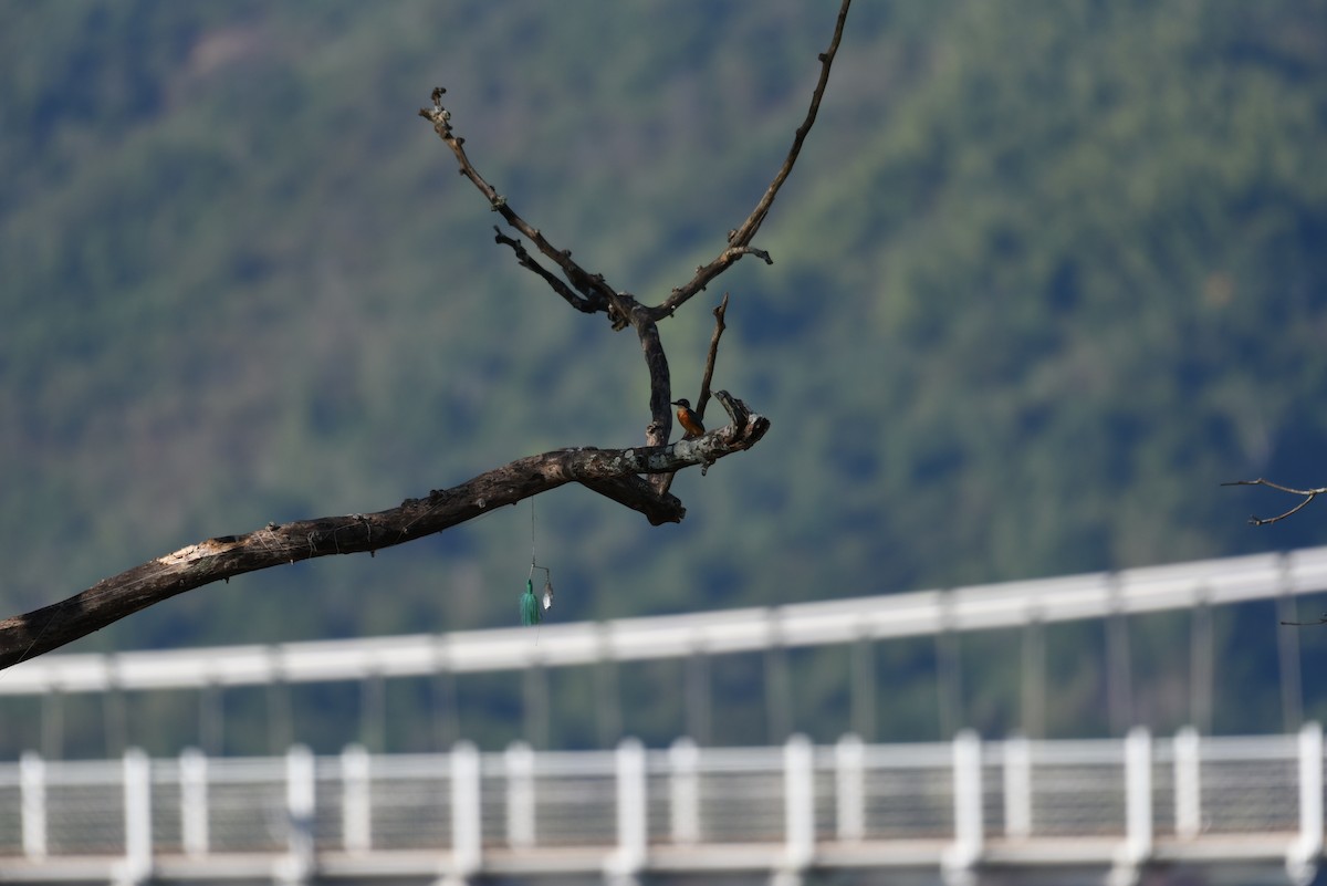 Common Kingfisher - Yo-Shan Hsiao