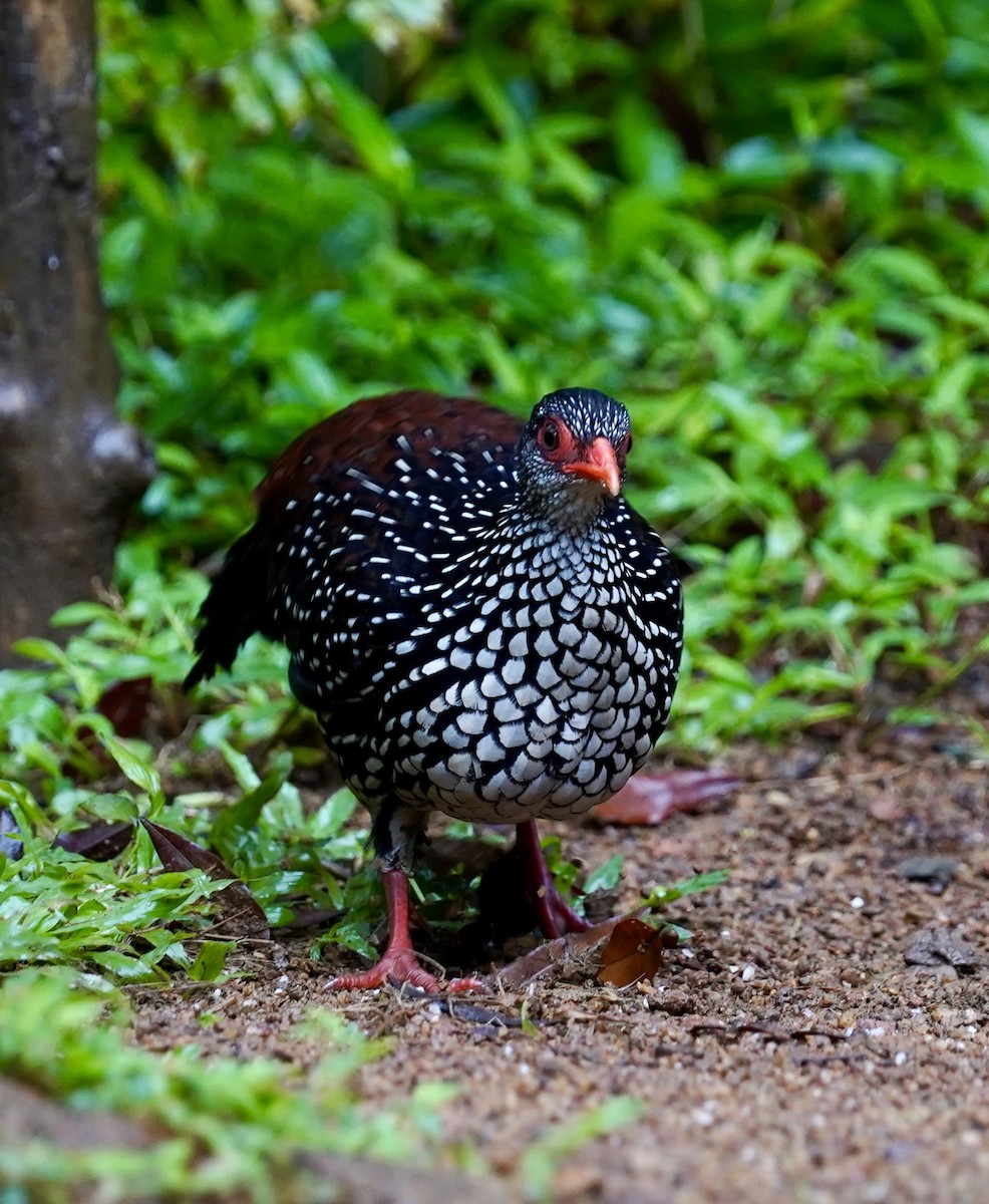 Цейлонская шпорцевая курица - ML612285252