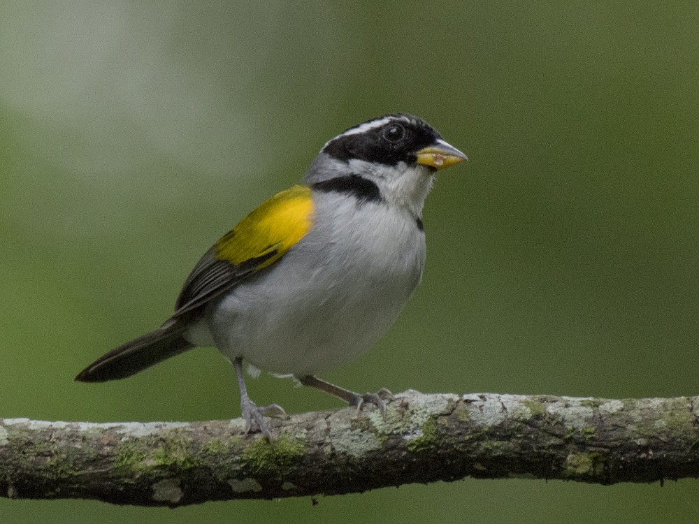 Pectoral Sparrow (Yellow-mandibled) - ML612285310