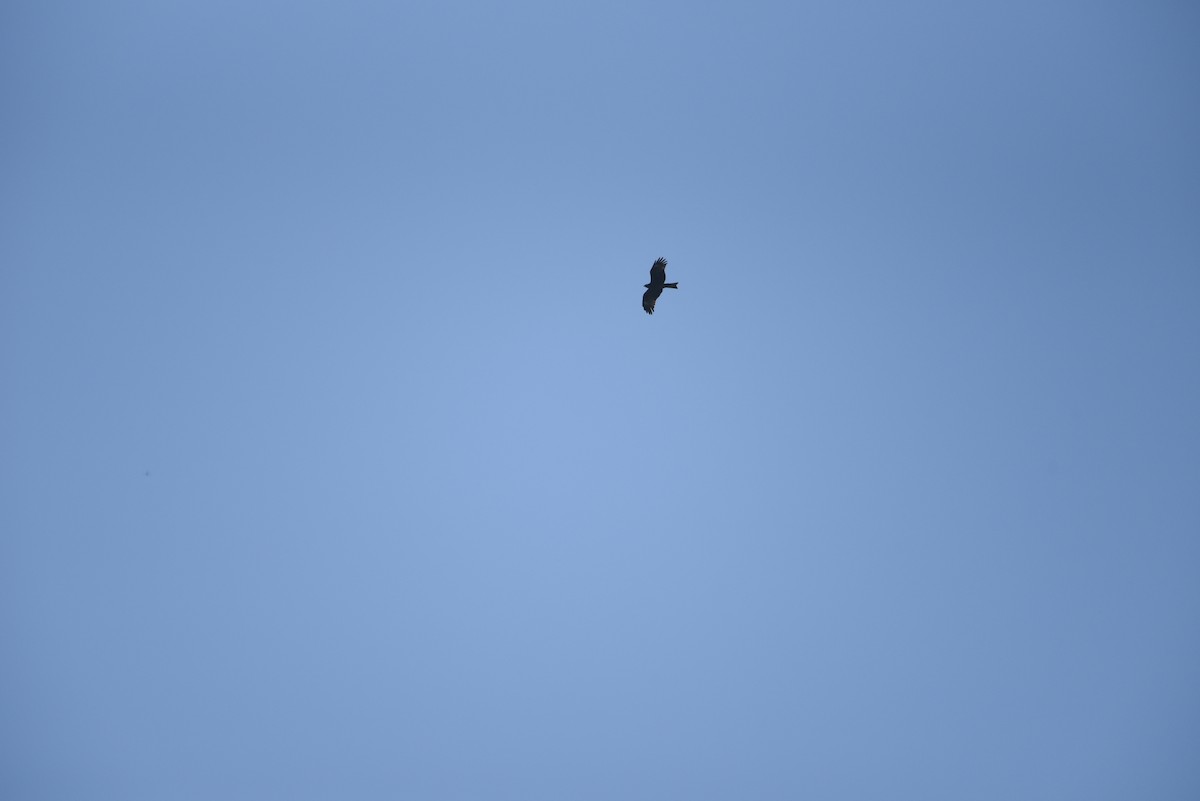 Black Kite - ML612285325