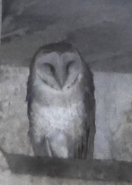 Barn Owl - ML612285510
