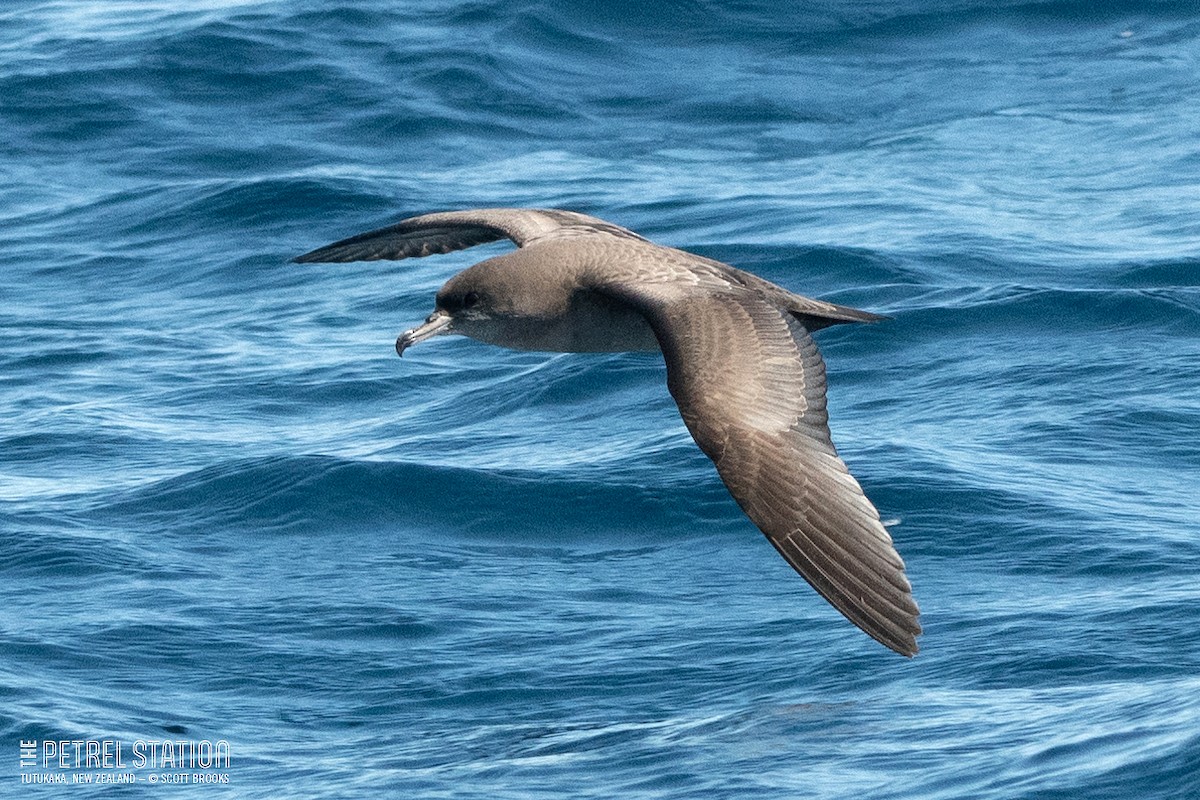 Pink-footed Shearwater - ML612285511