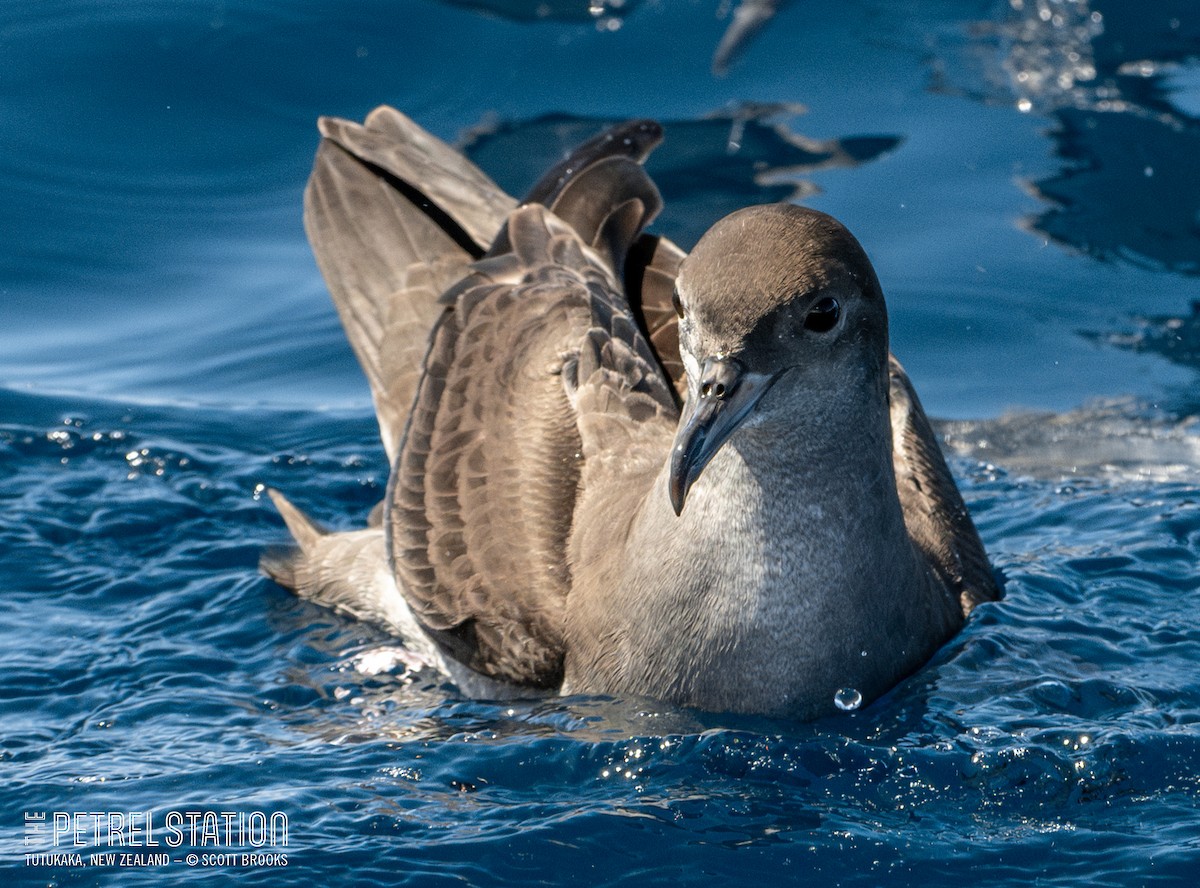 Pink-footed Shearwater - ML612285513
