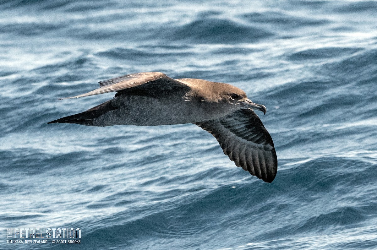 Pink-footed Shearwater - ML612285514