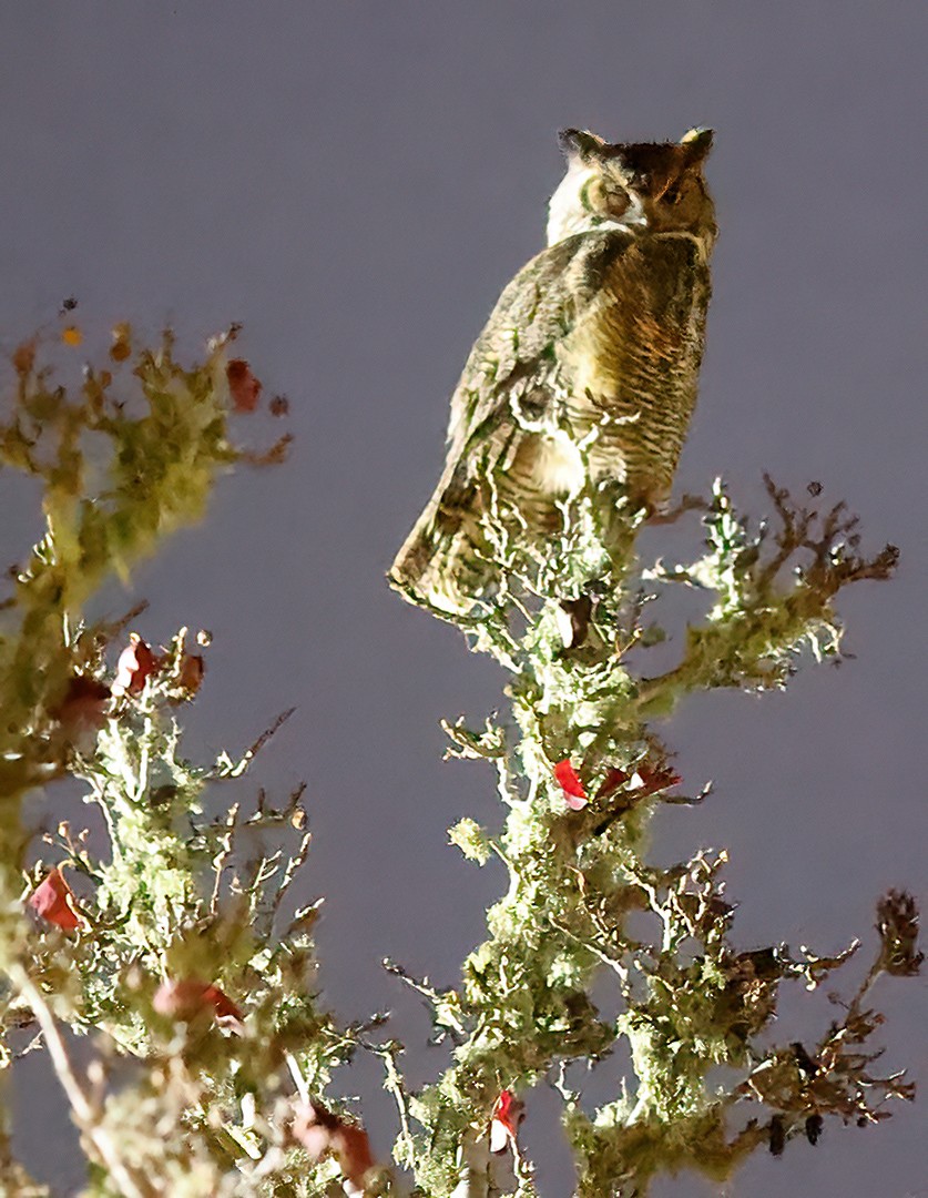 Great Horned Owl - ML612285625