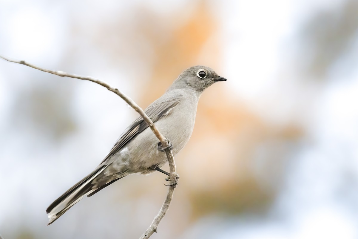Townsend's Solitaire - ML612285709