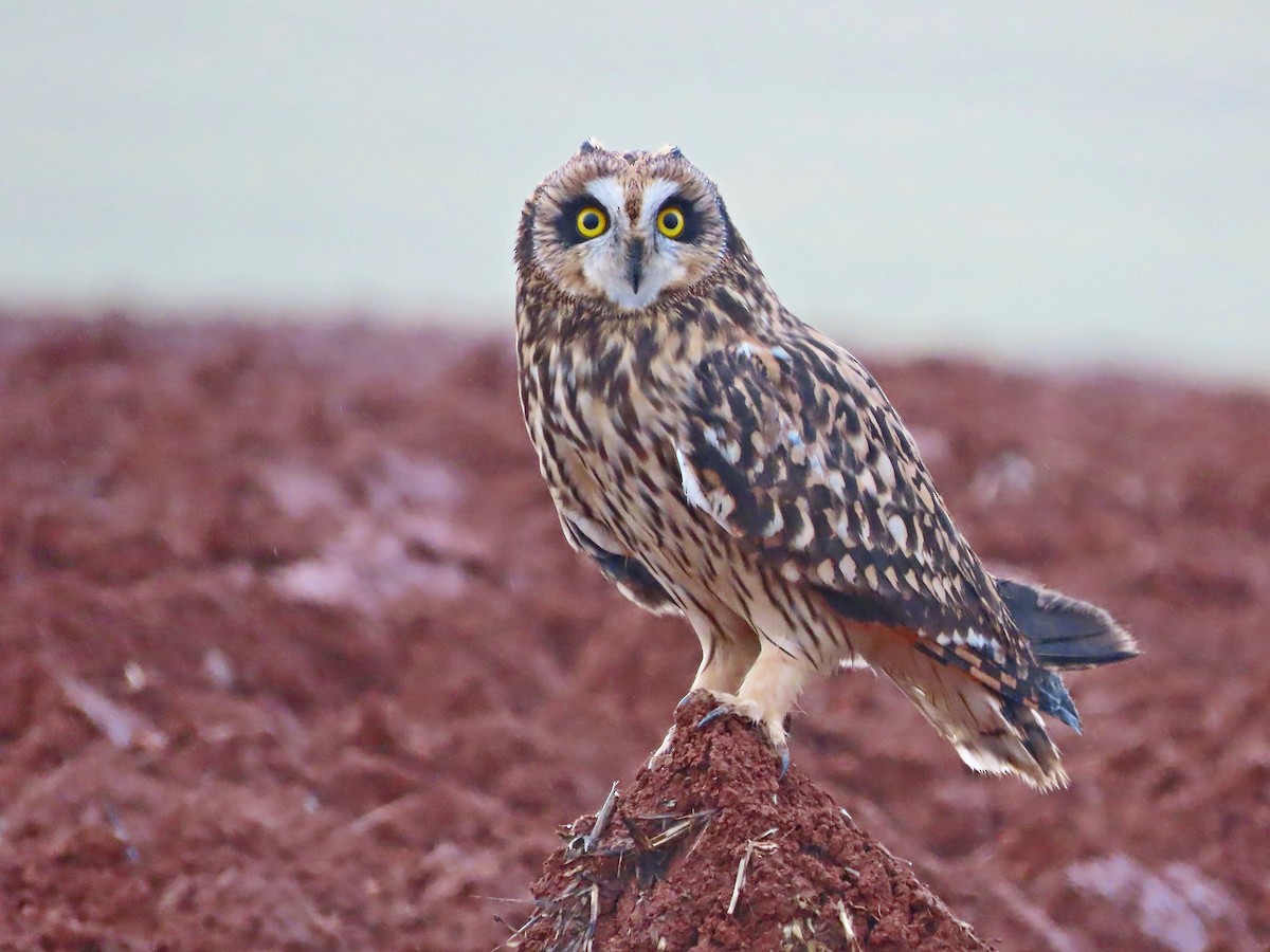 Short-eared Owl - ML612285845