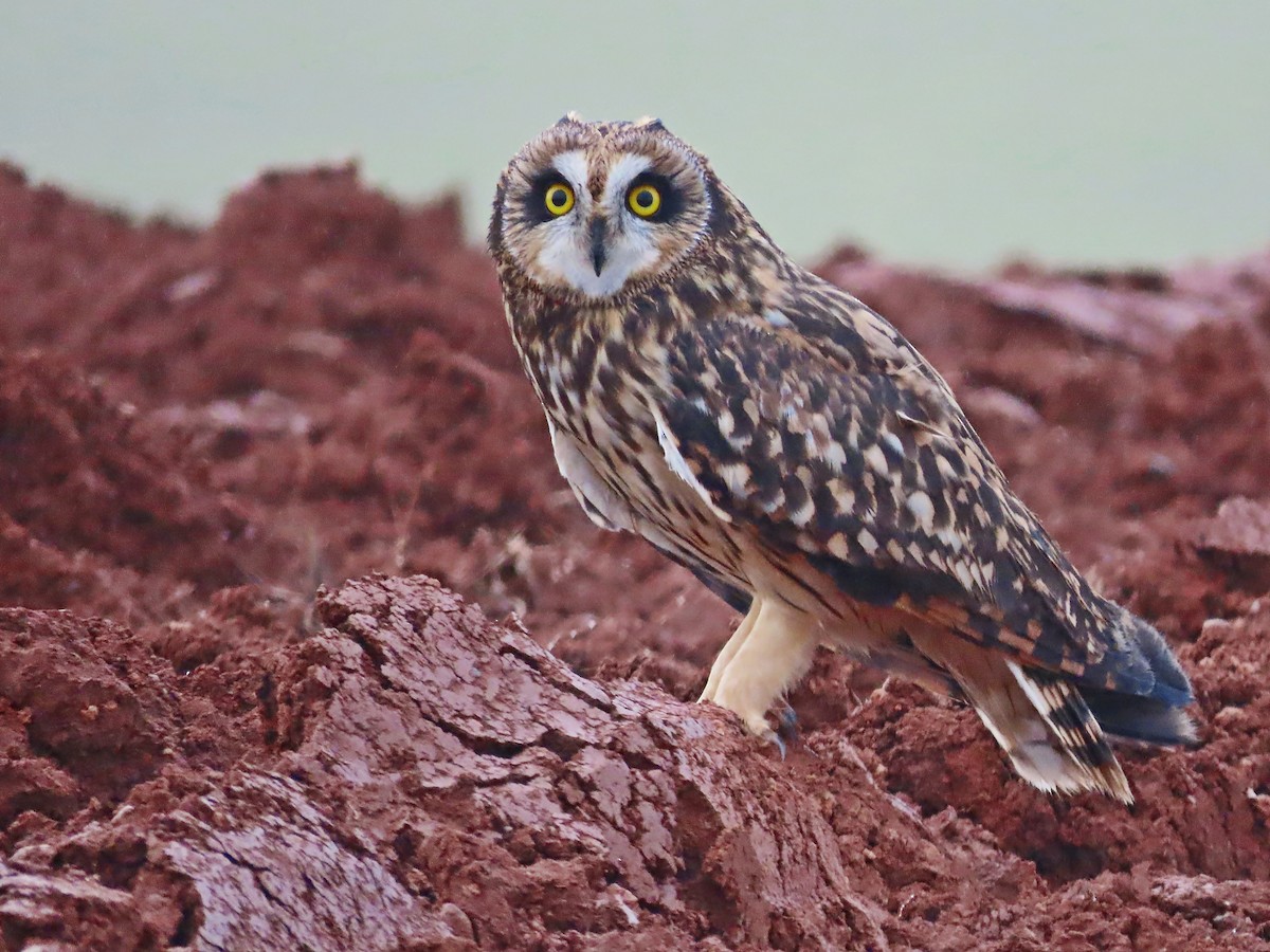 Short-eared Owl - ML612285847