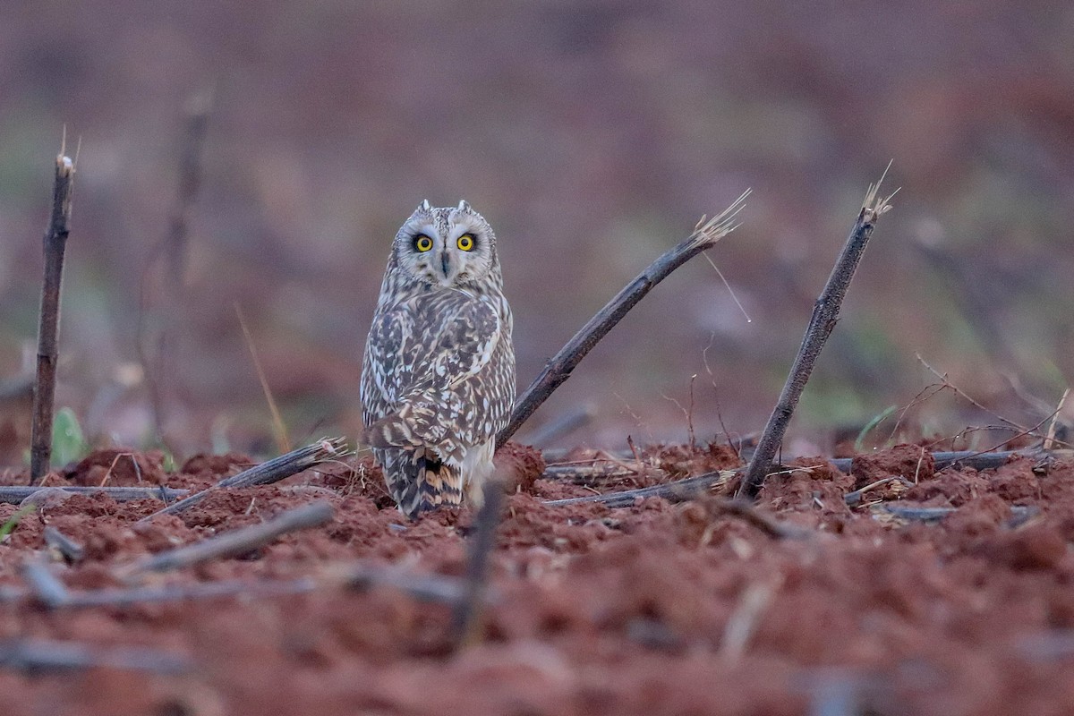 Short-eared Owl - ML612286080