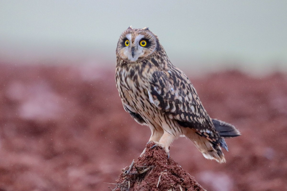Short-eared Owl - ML612286082